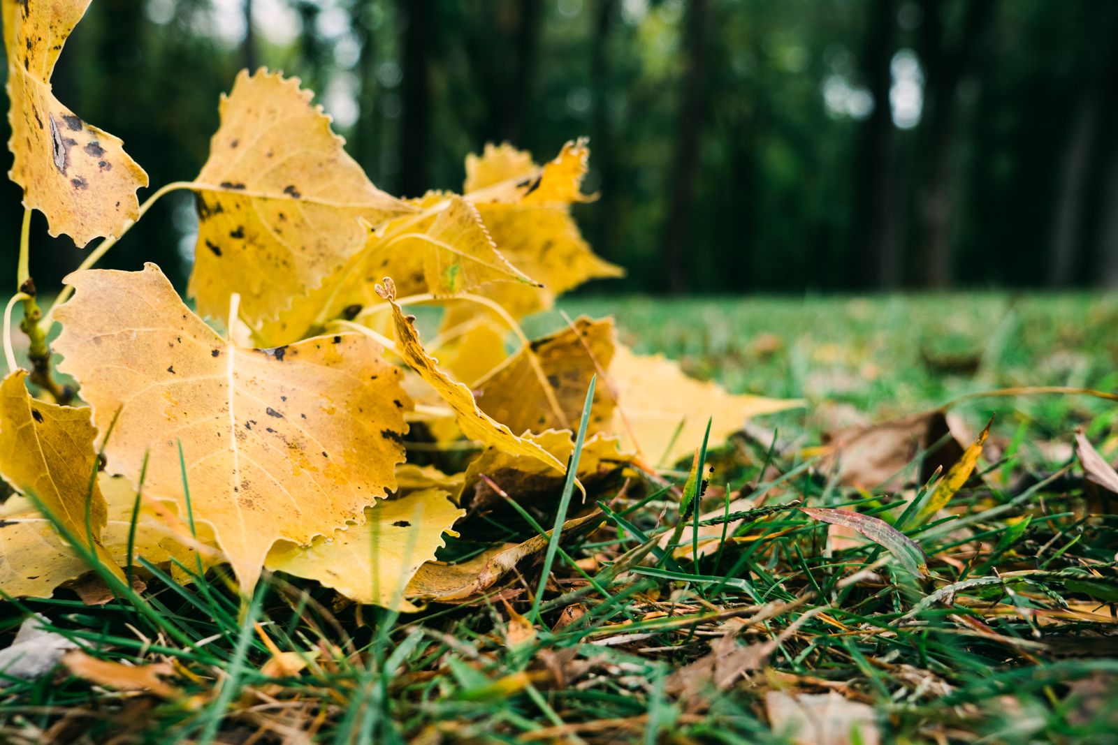 Property cleared of leaves in the fall in Mid-Missouri