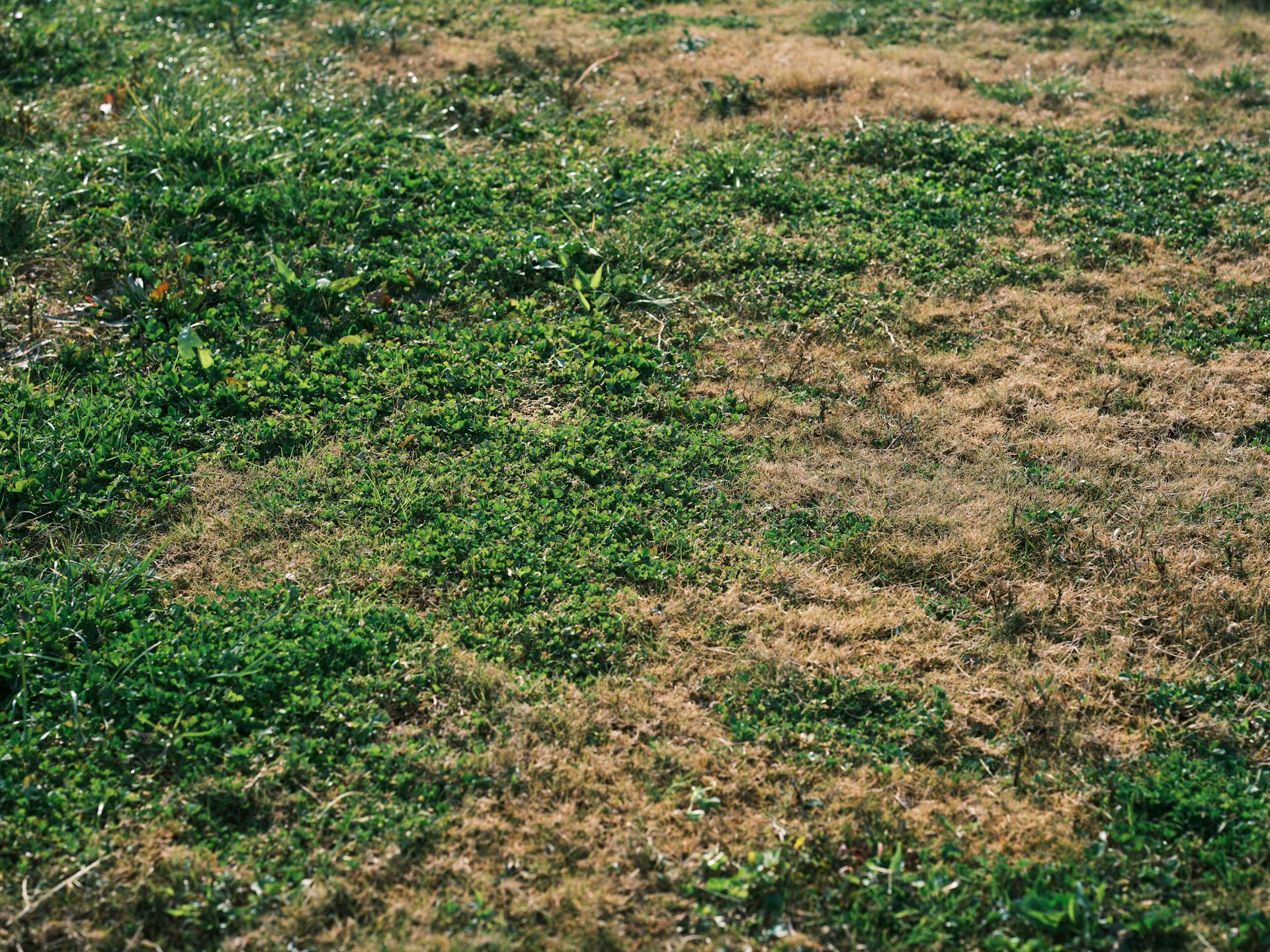 Patchy uneven residential lawn before professional lawn care service